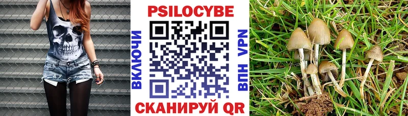 Купить закладки  Сасово  Псилоцибиновые грибы GOLDEN TEACHER 